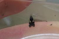 Teleiodes luculella