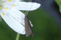 Coleophora lutarea