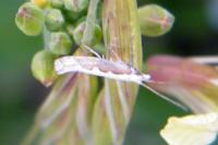 Plutella xylostella