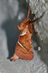 Triodia sylvina