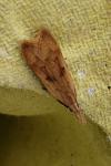 Dichomeris derasella