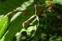 Nematopogon