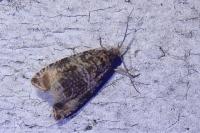 Celypha lacunana