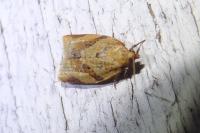 Clepsis consimilana