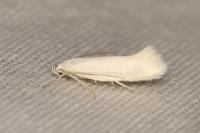 Elachista argentella