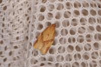 Clepsis consimilana