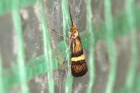 Adela croesella
