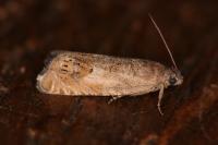 Cydia gr. succedana