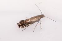 Glyphipterix simpliciella