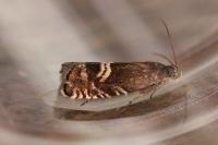 Grapholita internana