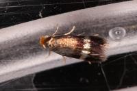 Stigmella aurella