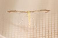Adaina microdactyla
