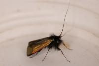 Adela reaumurella