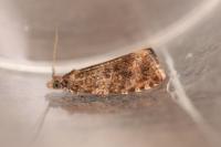 Celypha lacunana