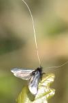 Adela reaumurella