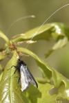 Adela reaumurella
