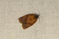 Cacoecimorpha pronubana