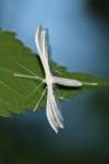 Pterophorus pentadactylus