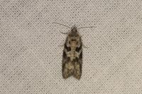 Cnephasia