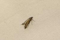 Ochromolopis ictella
