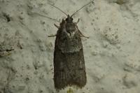 Tortricodes alternella