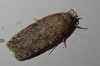 Agonopterix