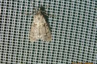 Diurnea fagella