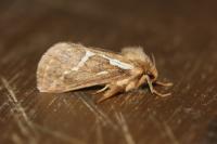 Korscheltellus lupulinus