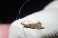 Nematopogon adansoniella
