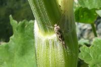 Scythris limbella