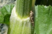 Scythris limbella