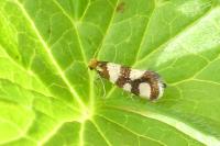 Lampronia rupella