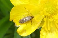 Heliodines roesella