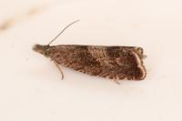 Dichrorampha acuminatana