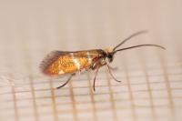 Micropterix aruncella