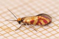 Micropterix tunbergella
