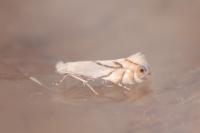Phyllonorycter harrisella