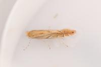 Phyllonorycter quercifoliella