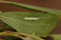 Lyonetia prunifoliella