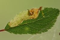 Lyonetia prunifoliella