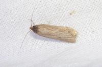 Deroxena venosulella