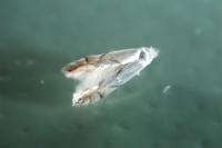 Phyllonorycter harrisella