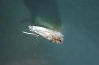 Phyllonorycter harrisella