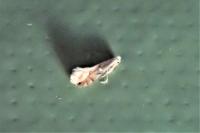Phyllonorycter harrisella