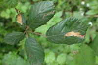 Coptotriche marginea