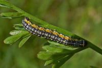 Depressaria daucella