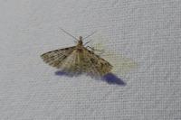 Alucita hexadactyla