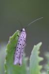 Yponomeuta sedella
