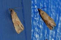 Endothenia quadrimaculana