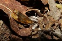 Eucosmomorpha albersana